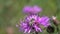 Bee collects nectar on a bright purple flower, closeup, slow motion video. Brown Knapweed flower macro shot