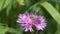 Bee collects nectar on a bright purple flower, closeup, slow motion video. Brown Knapweed flower macro shot