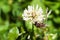 Bee collects nectar on clover, white clover, flowers, green grass