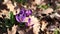 A bee collects nectar from crocus flowers, spring