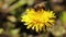 A bee collects nectar from a dandelion flower.