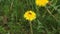 A bee collects nectar on a dandelion on a summer day.