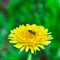 Bee collects nectar on a dandelion, yellow dandelion, flower, green grass, yellow pollen.