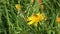 Bee collects nectar on a dandelion, yellow dandelion, flower, green grass, yellow pollen