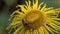 Bee collects nectar on Elecampane flower. Osmia,wild bee. Bright yellow flower with long petals lit by the summer sun