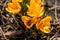 Bee collects nectar and flies. Yellow blooming crocuses