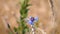 A bee collects nectar from a flower a cornflower growing in a grain field