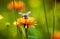 Bee collects nectar from flower crepis alpina