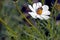 Bee collects nectar on the flower of the white cosmea