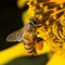 A bee collects nectar from flowers, Close Up Macro