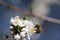 bee collects nectar on the flowers of white blooming apple. Anthophila, Apis mellifera