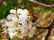 bee collects nectar on the flowers of white blooming apple. Anthophila, Apis mellifera