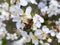 bee collects nectar on the flowers of white blooming apple. Anthophila, Apis mellifera