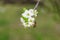 A bee collects nectar from a fruit apricot tree flower. The concept of the honey industry, a rich harvest. Spring in Ukraine.