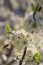 A bee collects nectar from a fruit cherry tree flower. The concept of the honey industry, a rich harvest. Spring in Ukraine.