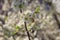 A bee collects nectar from a fruit cherry tree flower. The concept of the honey industry, a rich harvest. Spring in Ukraine.