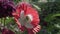 Bee collects the nectar on garden poppy stock footage video