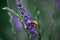 Bee collects nectar on lavender flowers