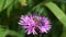 Bee collects nectar and pollen on a brown knapweed flower