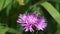 Bee collects nectar and pollen on a brown knapweed flower