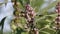 Bee collects nectar and pollen from flowers motherwort (Leonurus Ñ–Ð´ÐµÐ¾ÐºÐ°).