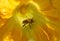 Bee collects nectar and pollen on pumpkin flower