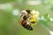 bee collects nectar from Potentilla erecta, Tormentilla, Potentilla laeta, tormentil, septfoil or erect cinquefoil . Honey Plant.