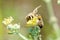 bee collects nectar from Potentilla erecta, Tormentilla, Potentilla laeta, tormentil, septfoil or erect cinquefoil . Honey Plant.