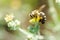 bee collects nectar from Potentilla erecta, Tormentilla, Potentilla laeta, tormentil, septfoil or erect cinquefoil . Honey Plant.