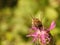 A bee collects nectar from a purple wildflower. Macro of an insect on a plant with a blurred background. Harvesting. Pollination