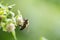 Bee collects nectar on raspberry flowers.