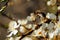 A bee collects nectar on a white flower on a blurred background. Honey Bee on flower collecting pollen and nectar to