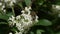 Bee collects nectar on the white flowers of Hungarian Lilac Syringa josikaea