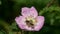 Bee collects nectar on a wild dog-rose flower. Tender pink rosehip flower in early summer