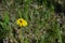 Bee collects nectar from a yellow dandelion.