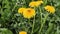 The bee collects nectar from yellow dandelion flowers