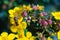 A bee collects nectar on a yellow flower on a clear sunny day. Close-up. Summer concept. Soft focus