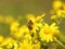 A bee collects nectar from a yellow wildflower. Macro of an insect on a plant with a blurred background. Harvesting. Pollination