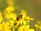 A bee collects nectar from a yellow wildflower. Macro of an insect on a plant with a blurred background. Harvesting. Pollination