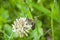 Bee collects nectaring on white clover wild flower