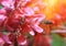 Bee collects pollen from cherry flowers