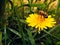 The bee collects pollen from the dandelion.