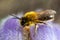 A bee collects pollen near a flower. A bee flies over a flower in a blur background