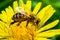 A bee collects pollen near a flower. A bee flies over a flower in a blur background