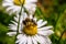 A bee collects pollen near a flower. A bee flies over a flower in a blur background