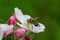 A bee collects pollen near a flower. A bee flies over a flower in a blur background