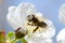 Bee collects pollen and nectar on cherries tree