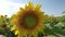 Bee collects pollen nectar on a sunflower flower