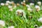 Bee collects pollen and nectar from white clover flower, summer insect