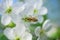Bee collects pollen and nectar white flowers cherry tree. Flowers cherry tree blossomed. Honey and medicinal plants Ukraine.